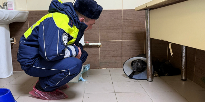 В Орле сотрудники Госавтоинспекции нашли дом хозяйку для собаки, которую они спасли в начале марта
