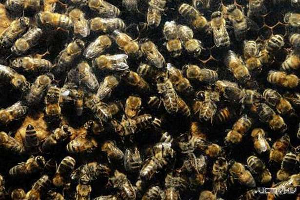 В Орле школу облюбовали осы