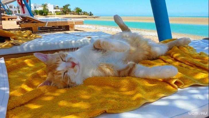 Выходные в Орле будут жаркими и сухими