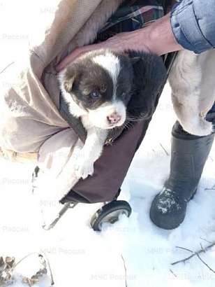 В Орловском МО из-под вагончика спасли 5 щенят