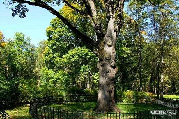 Клычков попросил орловчан поддержать «Тургеневский дуб»