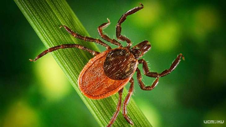 От укусов клещей пострадал 731 житель Орловщины