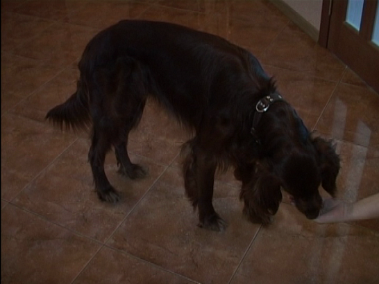 Чтобы домашние питомцы были счастливы... 