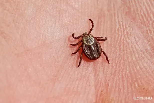 Клещи атакуют Орловщину: число пострадавших растет, зафиксированы случаи боррелиоза