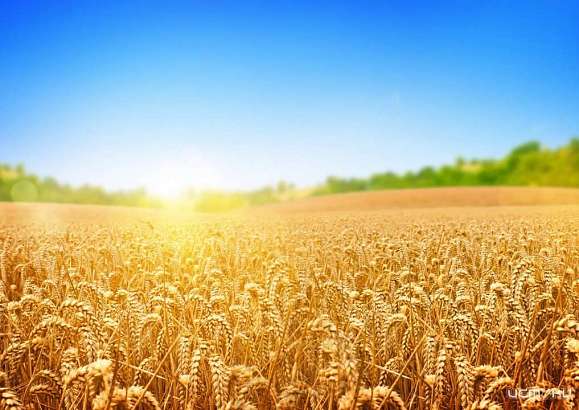 Агрохолдинг, работающий в том числе и на Орловщине, национализирован