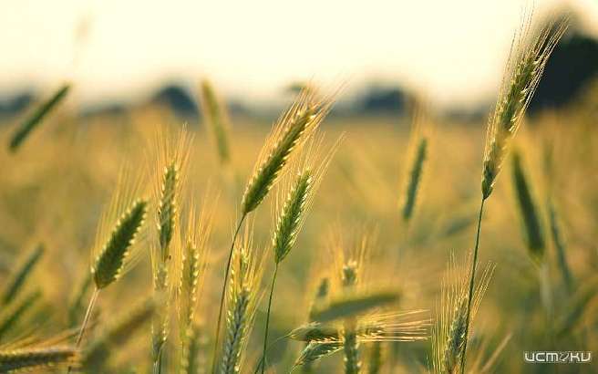 Орловщина готовится к «Аграрной неделе»: программа мероприятий