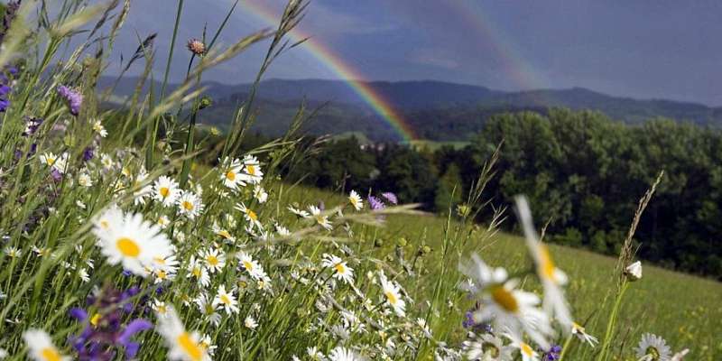 В Орле сегодня ожидается пасмурная, но теплая погода