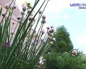 Разве она этого достойна? Не успев побыть самой красивой в мире, улица Ленина претендует на звание неухоженной. Сейчас ее украшают полуразвалившиеся ...