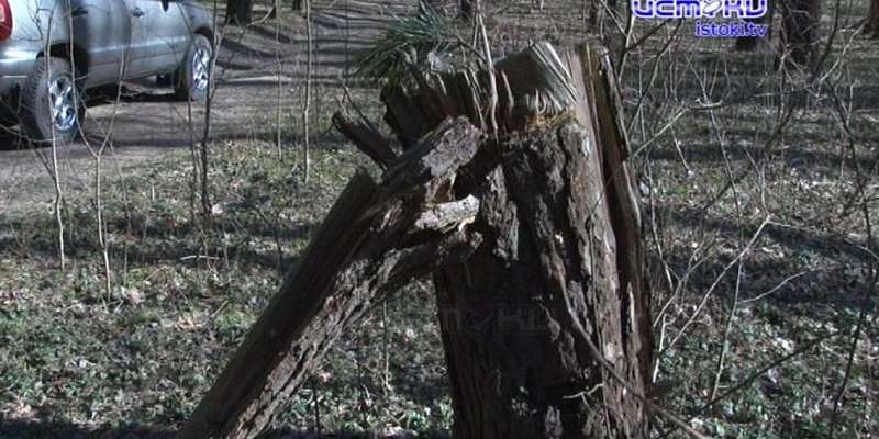 Не представляет ценности, но из-за него можно лишиться свободы: как правильно собирать валежник 