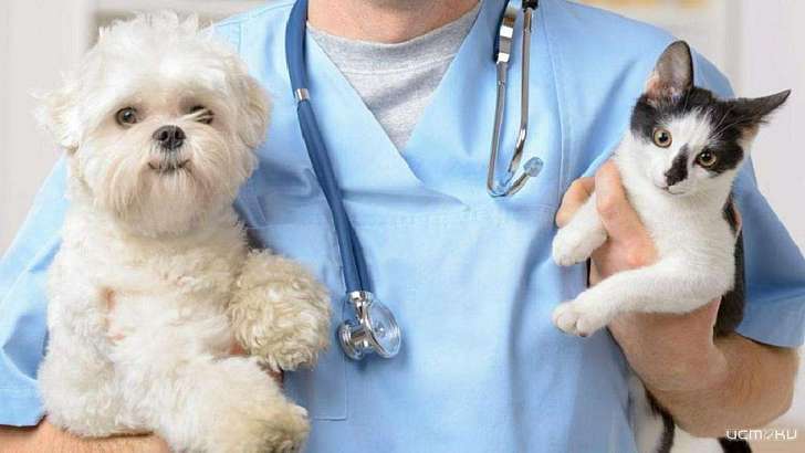 Лечить животных невыгодно: на Орловщине могут повысить зарплату ветеринарам