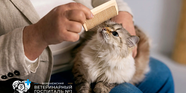 Стрижка кошек в Воронеже без стресса: полный гид для хозяев