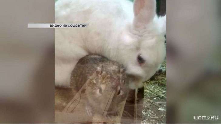 В Детском парке Орла крольчиха взяла под опеку шиншиллу