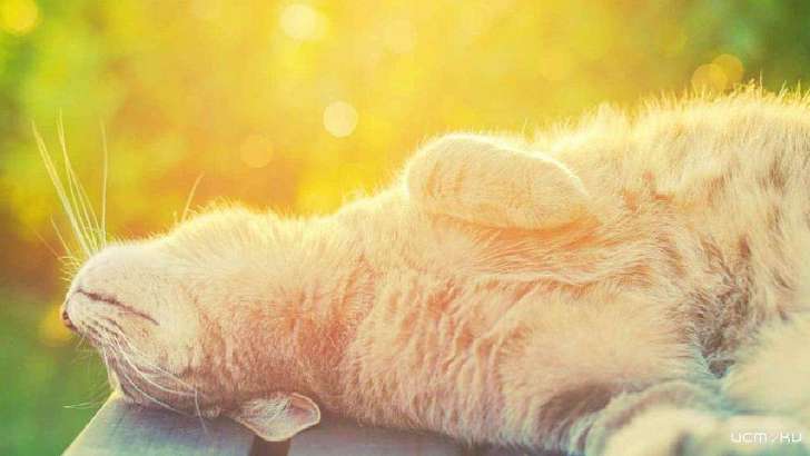 Солнечно и сухо: погода в Орле на 21 апреля