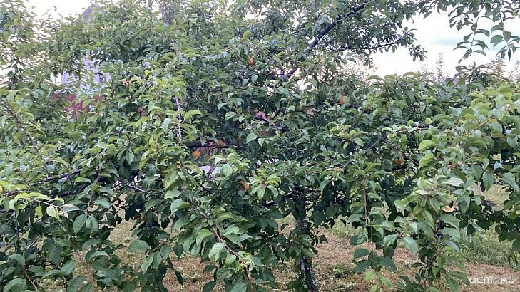 Про феромонные ловушки и вредителей в орловском регионе смотрите в программе специальных ведомтсв