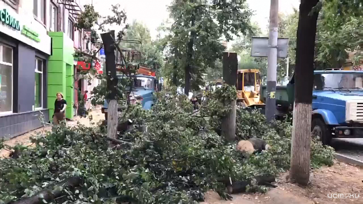 На улице Октябрьской вырубили липовую аллею