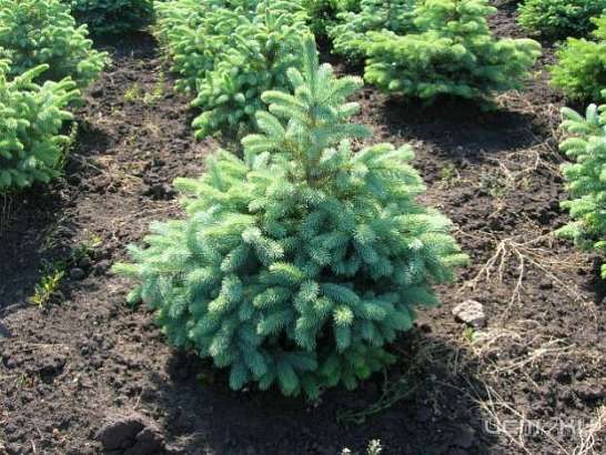 В Орле прошла акция "Сохраним энергию леса"