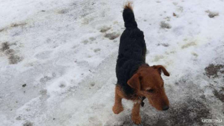 Зоозащитники: житель Ливен тренирует собак, натравливая их на котов 