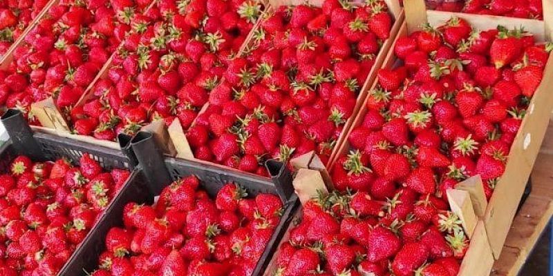 Управление Россельхознадзора по Орловской и Курской областям Тонны малины и клубники из Беларуси ввезли в Орловскую область с нарушениями