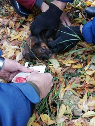 В Орле рядом с железной дорогой застрял щенок