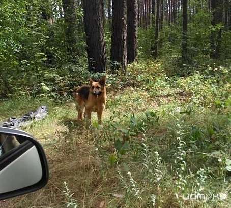 Собака, которую хозяева бросили умирать в орловском лесу, станет служебной