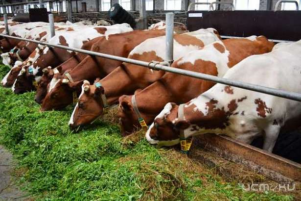 На Орловщине временно закрыли молочные фермы, загрязнявшие земли