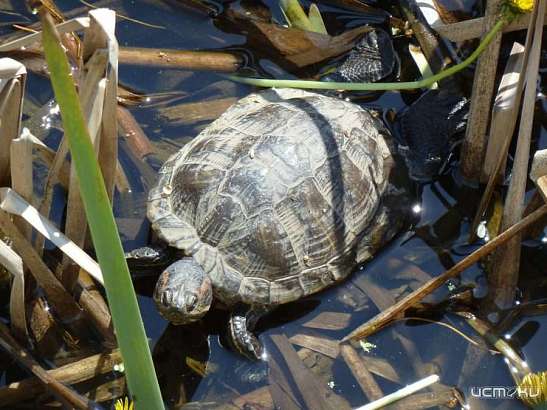 В орловских «мелких водах» поселилась красноухая черепаха