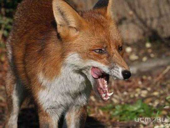 Уже третий случай бешенства у диких животных зарегистрирован в Орловской области 