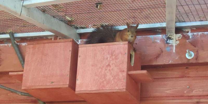 В Ливнах бельчата поселились в «Славянском саду»