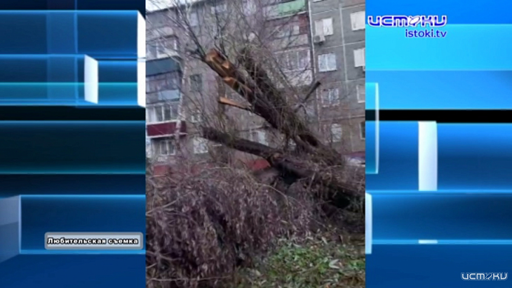 В Орле целый год не могут убрать упавшее после урагана дерево