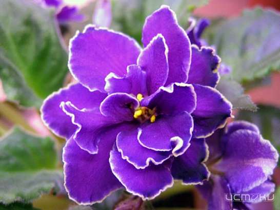 Выставка узамбарских фиалок