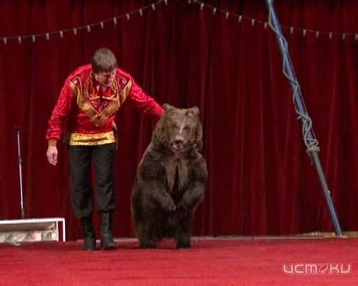 Орловский цирк. Цирк в орле. Цирк белгород. Цирк триумф, орёл. Московский цирк в орле.