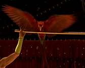 В Орел приехал Московский цирк Романа Коробко