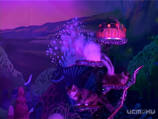 Театр кошек Юрия Куклачева прибыл в Орел 