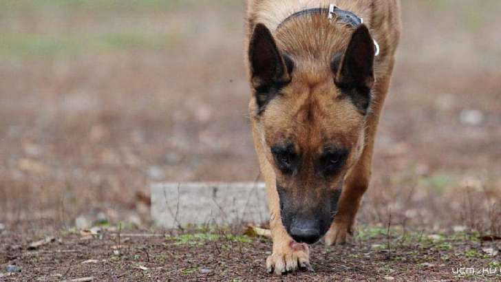 Расчленил тело и закопал: служебная собака помогла найти труп жителя Орловщины
