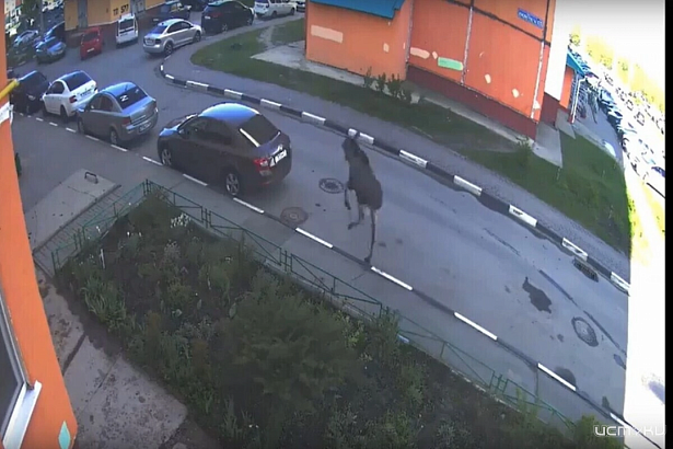 В Орловской области участились случаи появления диких животных в жилых зонах В Орловской области участились случаи появления диких животных в жилых зонах