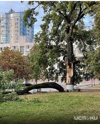 Работы по сохранению исторического дерева на Бульваре Победы не ведутся, происходит как раз обратно