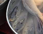 Почему закрыли ярмарки выходного дня, и будут ли о