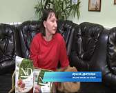 Жёлтая собака. Как сделать так, чтобы китайский символ Нового года принёс в ваш дом добро и мир?