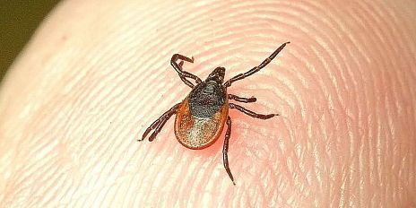 С наступлением весны уже 46 орловчан обратились к врачам после укуса клещей