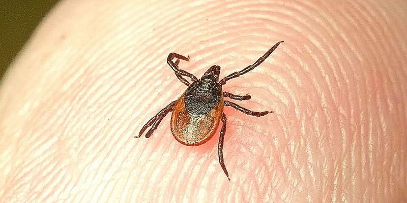 С наступлением весны уже 46 орловчан обратились к врачам после укуса клещей