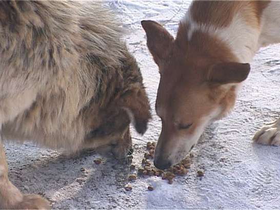 Приют для животных