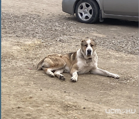 Алабай без хозяина гуляет по деревне Образцово Орловского МО
