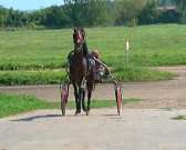 На орловском ипподроме прошли соревнования лошадей рысистых пород