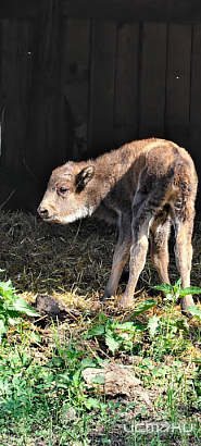 В "Орловском Полесье" родилась зубрица Милка!