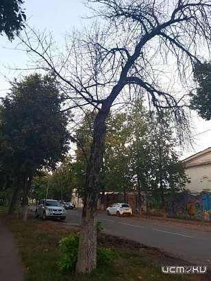 В Орле на ул. Салтыкова-Щедрина сухие и аварийно-опасные деревья угрожают прохожим