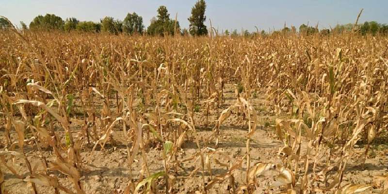 Орловской области угрожает засуха