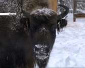 "Орловскому полесью" был нанесен вред в 13,5 млн рублей