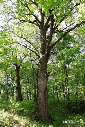 Орловский Меркуловский дуб может стать главным деревом страны