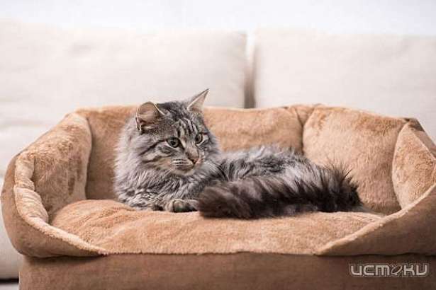 Мечта лежебоки: подбираем уютное гнездышко для питомца