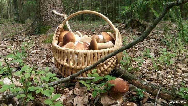 Двое жителей Орловщины пошли за грибами и пропали